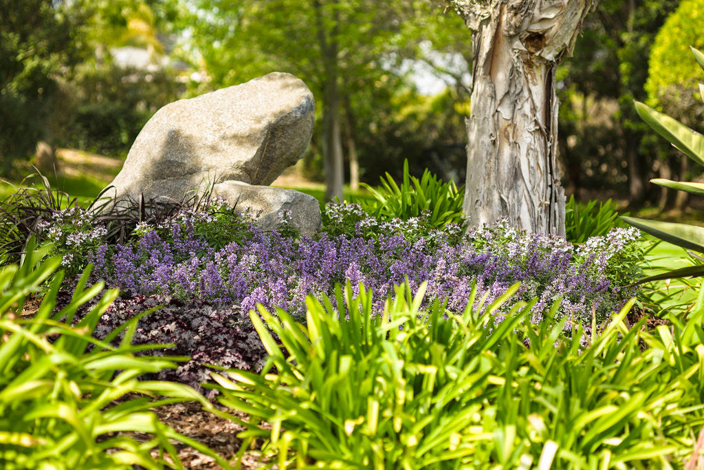 Nepeta faassenii 'Cat's Meow'