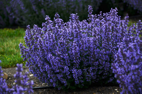 Nepeta x faassenii 'Cat's Pajamas' – Romence Gardens & Greenhouses