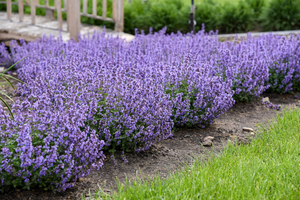 Nepeta x faassenii 'Cat's Pajamas'