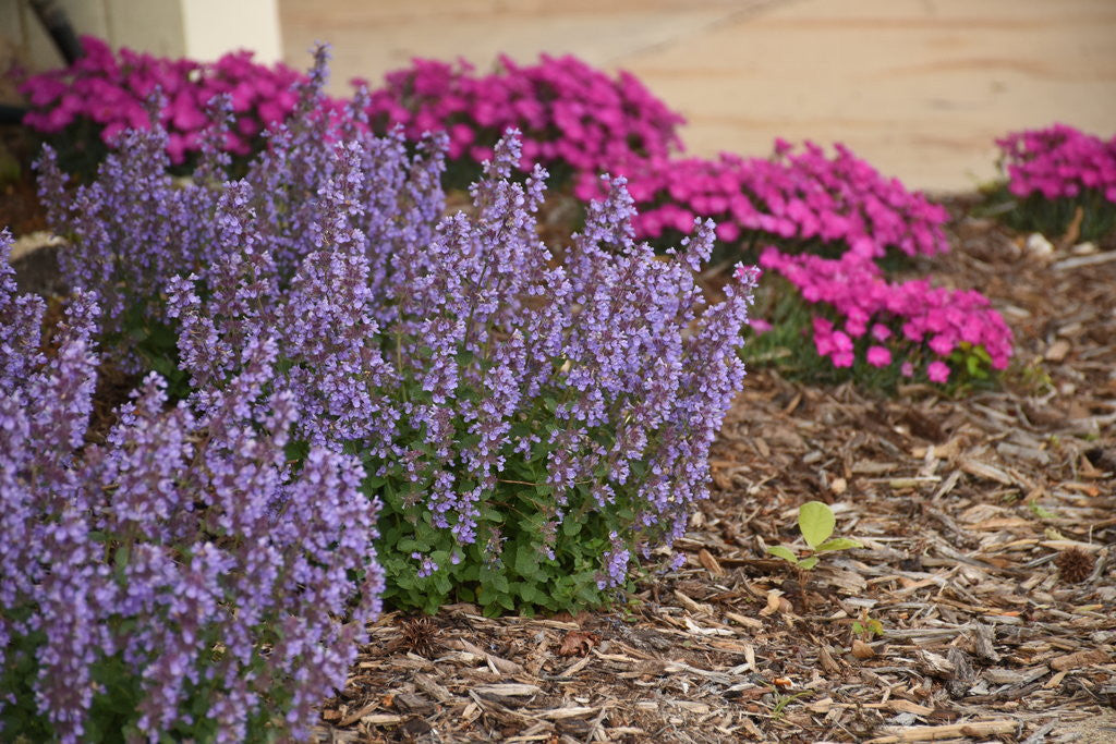 Nepeta x faassenii 'Cat's Pajamas'