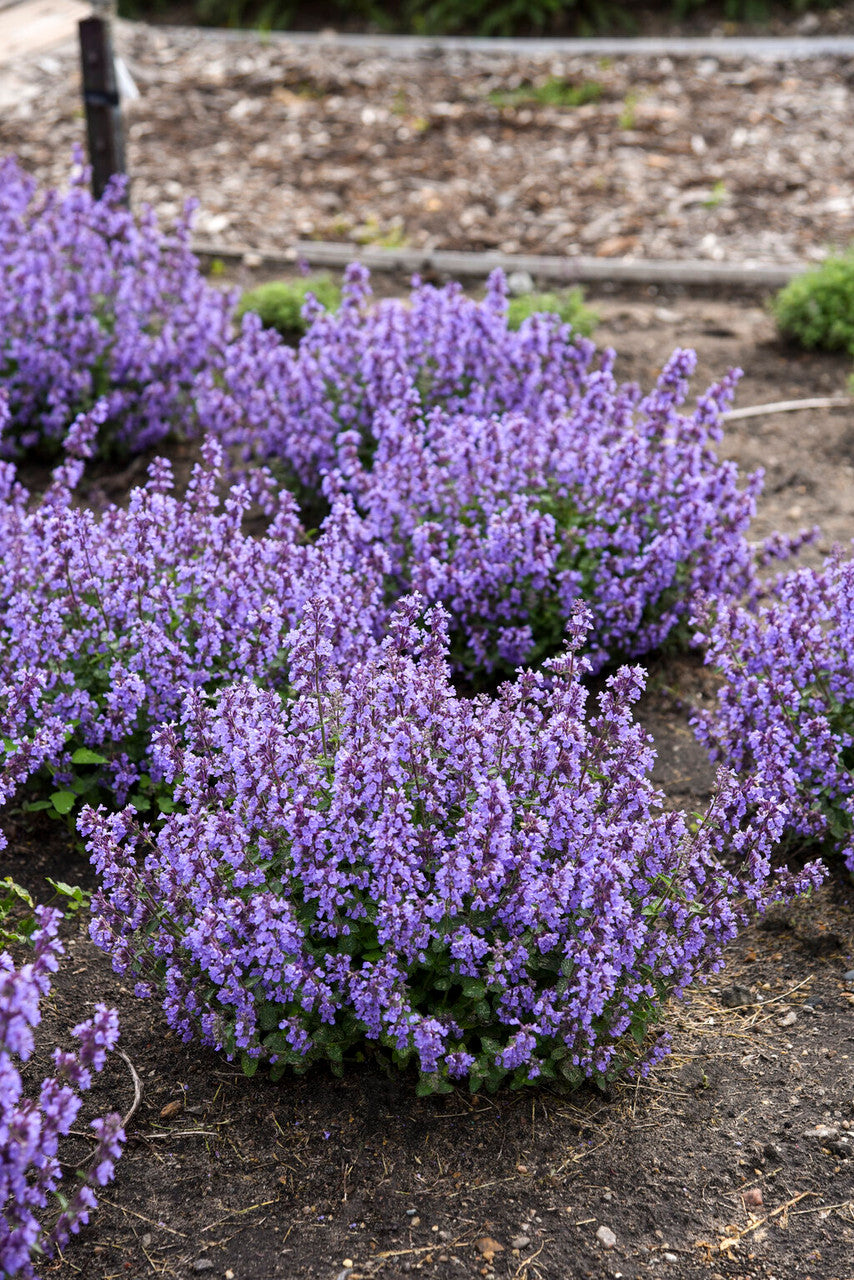 Nepeta x faassenii 'Cat's Pajamas'