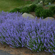 Nepeta x faassenii 'Purrsian Blue'