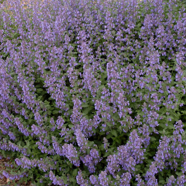 Nepeta faasenii 'Walker's Low'