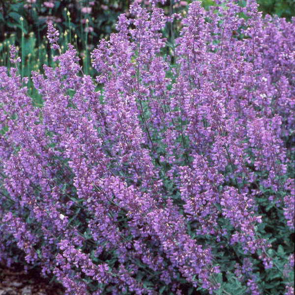 Nepeta faasenii 'Walker's Low'