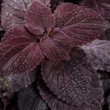 Coleus Plectranthus scutellarioides 'ColorBlaze® Newly Noir™'