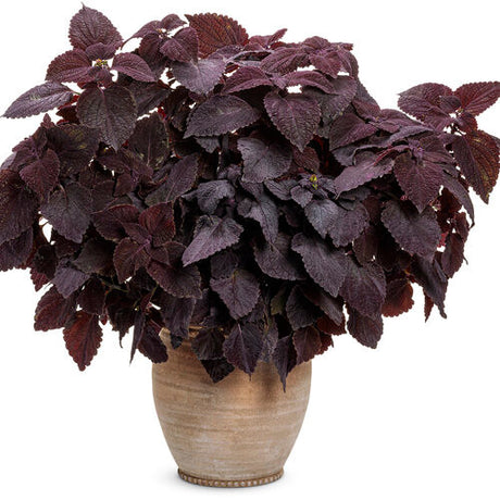 Coleus Plectranthus scutellarioides 'ColorBlaze® Newly Noir™' in decorative pot