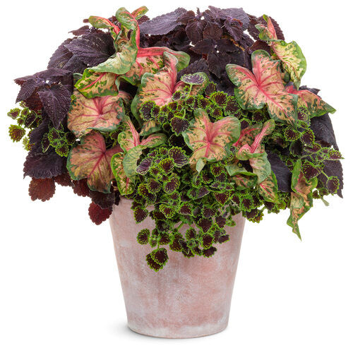 Coleus Plectranthus scutellarioides 'ColorBlaze® Newly Noir™' combination