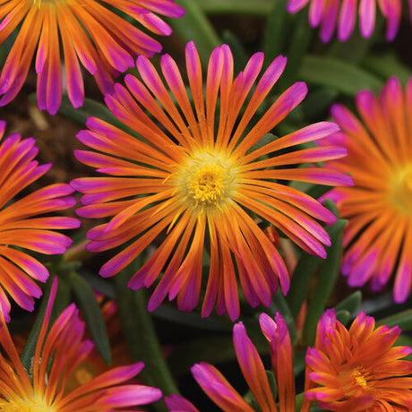 Flower with yellow center orange to pink gradient petals.