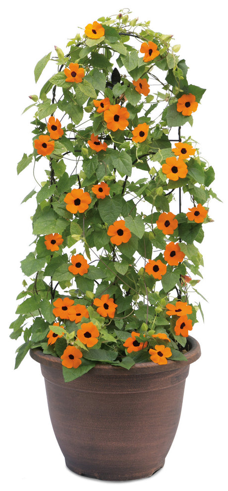 Thunbergia alata 'Orange A-Peel® in decorative pot