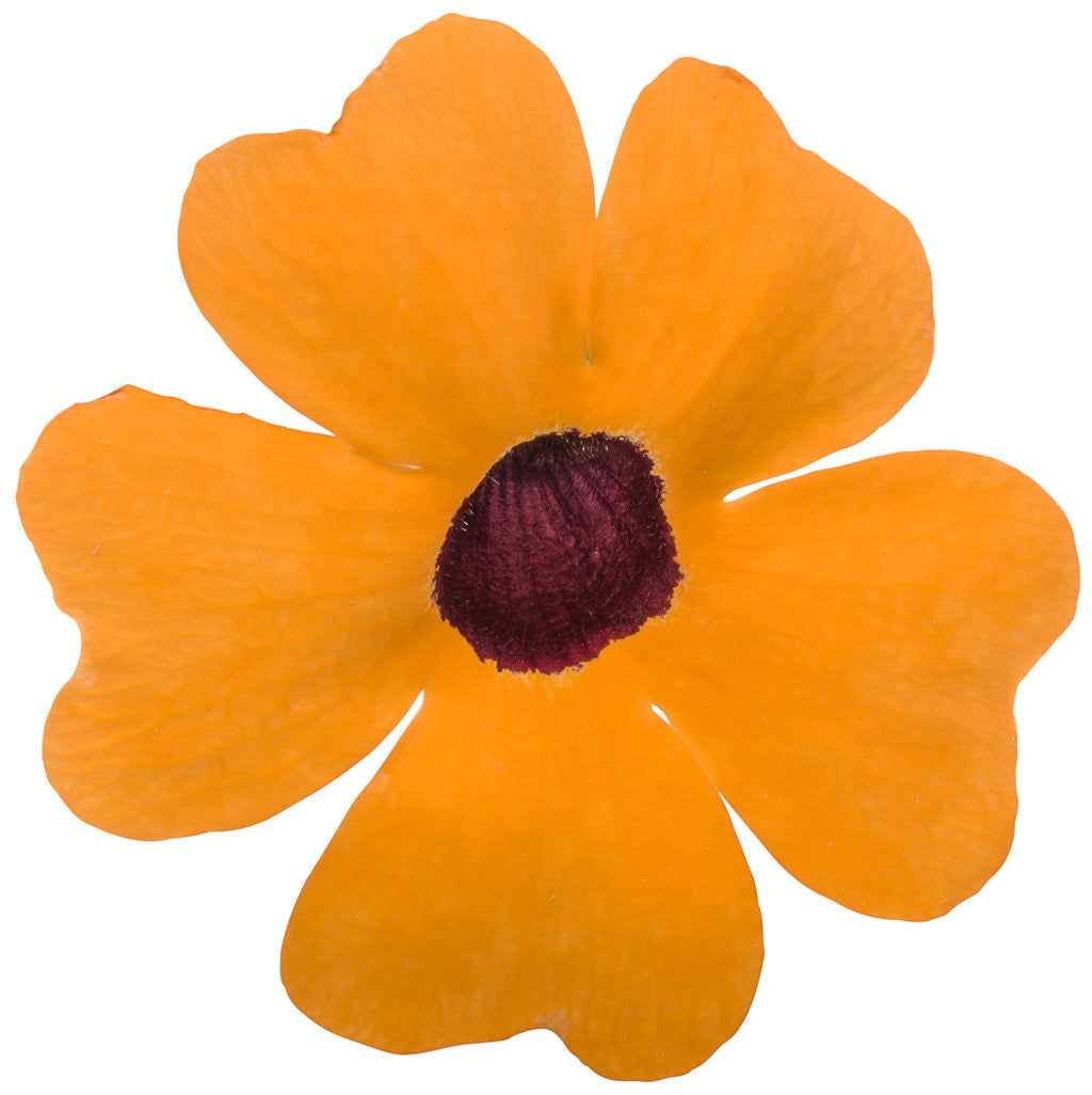 Thunbergia alata 'Orange A-Peel® flower