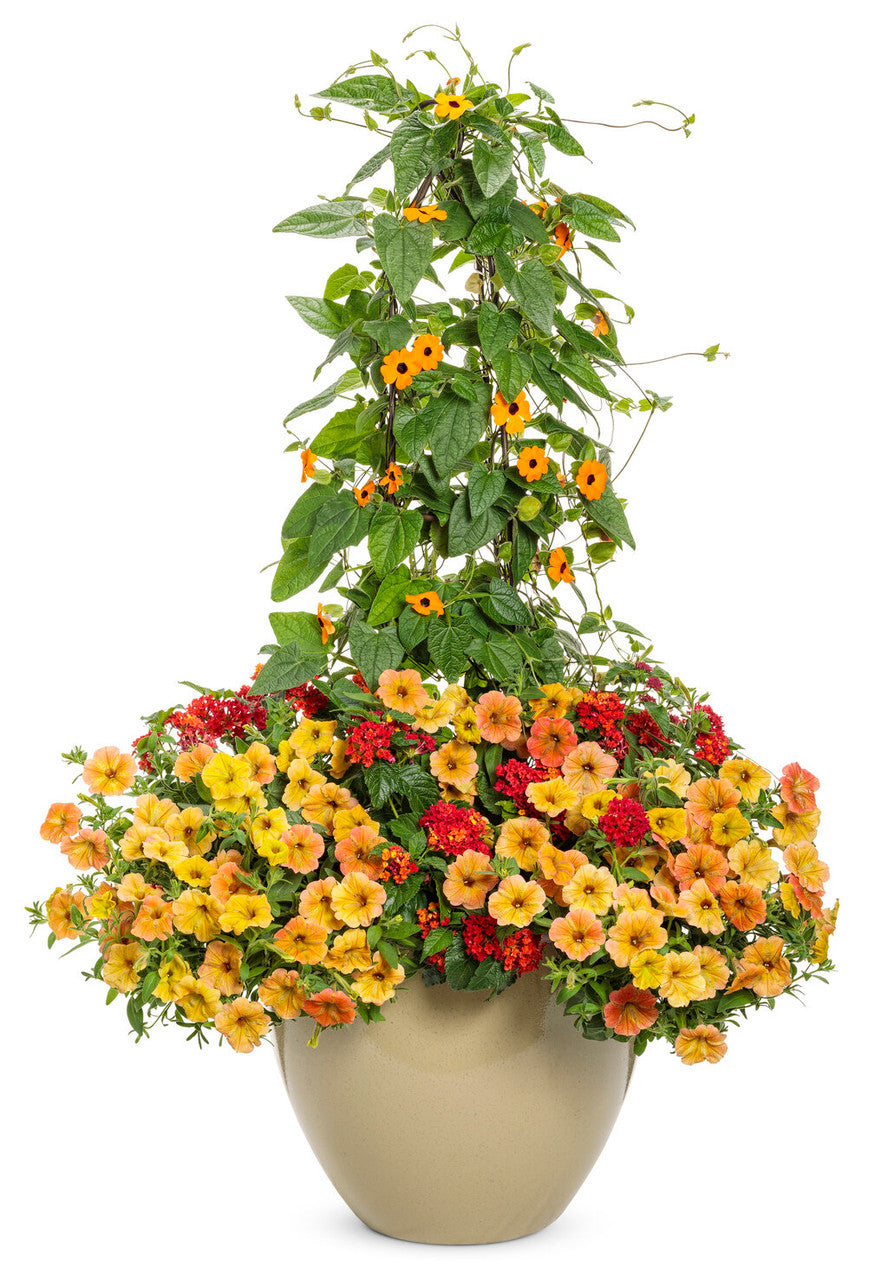 Thunbergia alata 'Orange A-Peel® combination