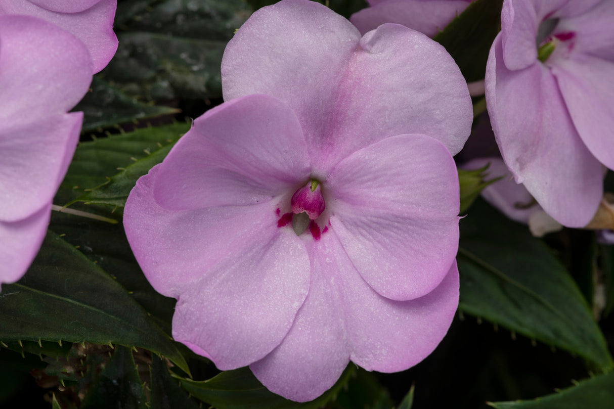 Impatiens SunPatiens® 'Compact Orchid Blush' close up