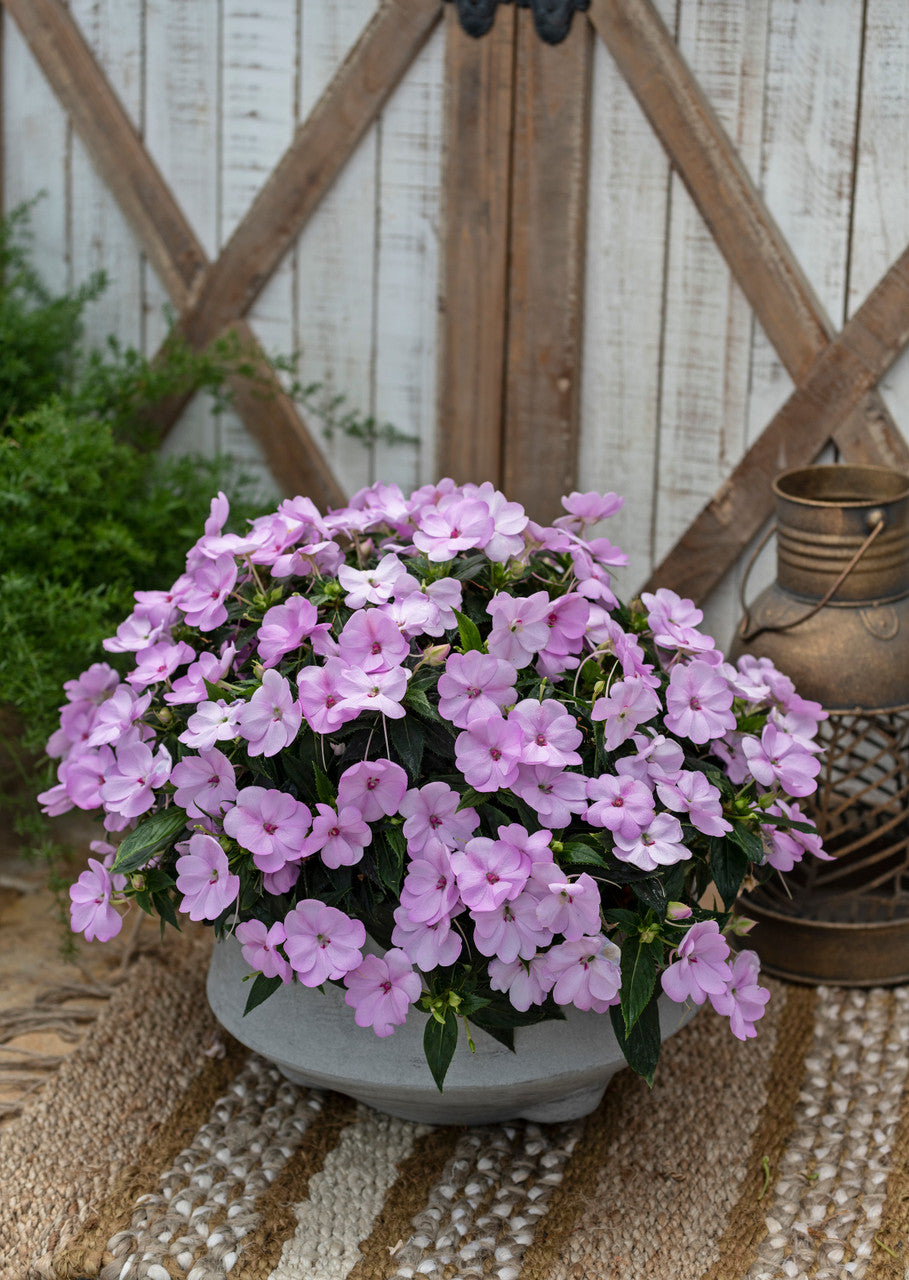 Impatiens SunPatiens® 'Compact Orchid Blush' in decorative pot