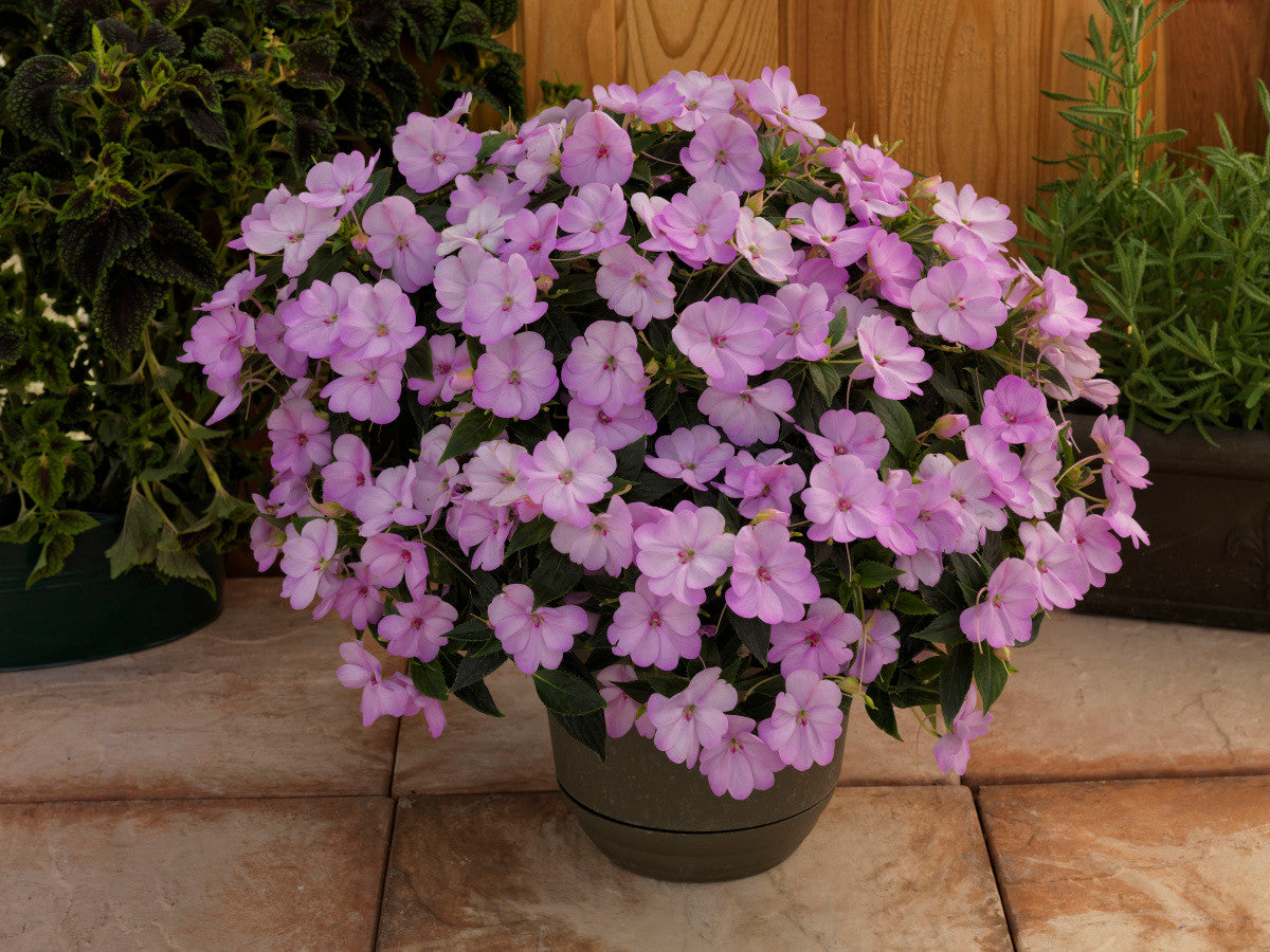 Impatiens SunPatiens® 'Compact Orchid Blush'