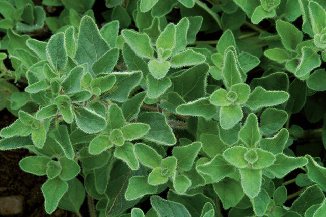 Oregano 'Greek'