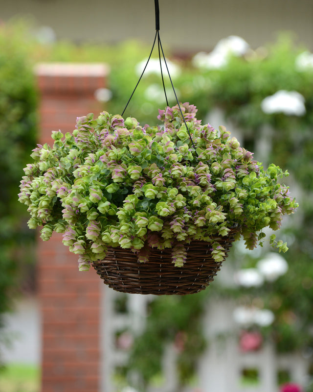 Origanum x hybrida 'Kirigami'