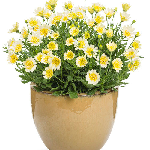 Osteospermum hybrid 'Bright Lights™ Double Moonglow'