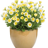 Osteospermum hybrid 'Bright Lights™ Double Moonglow'