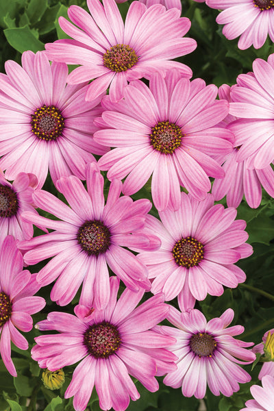 Osteospermum hybrid 'Bright Lights™ Pink' – Romence Gardens