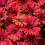 Osteospermum hybrid 'Bright Lights™ Red'