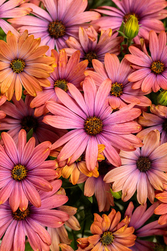 Osteospermum hybrid 'Bright Lights™ Horizon™ Sunset'