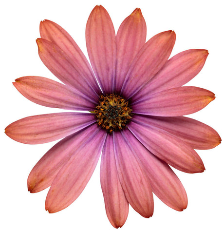 Osteospermum hybrid 'Bright Lights™ Horizon™ Sunset' flower