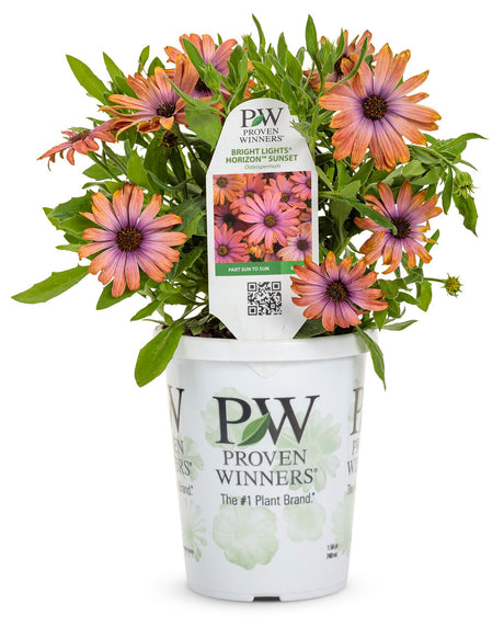 proven winners flower seeds Proven Winners® 'Bloom Moon' Combination Kit – Romence Gardens & Greenhouses