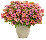 Osteospermum hybrid 'Bright Lights™ Horizon™ Sunset' in decorative pot