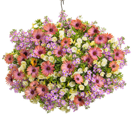 Osteospermum hybrid 'Bright Lights™ Horizon™ Sunset' combination