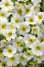 Calibrachoa hybrid 'Superbells® Over Easy™'