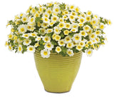 Calibrachoa hybrid 'Superbells® Over Easy™' in decorative pot