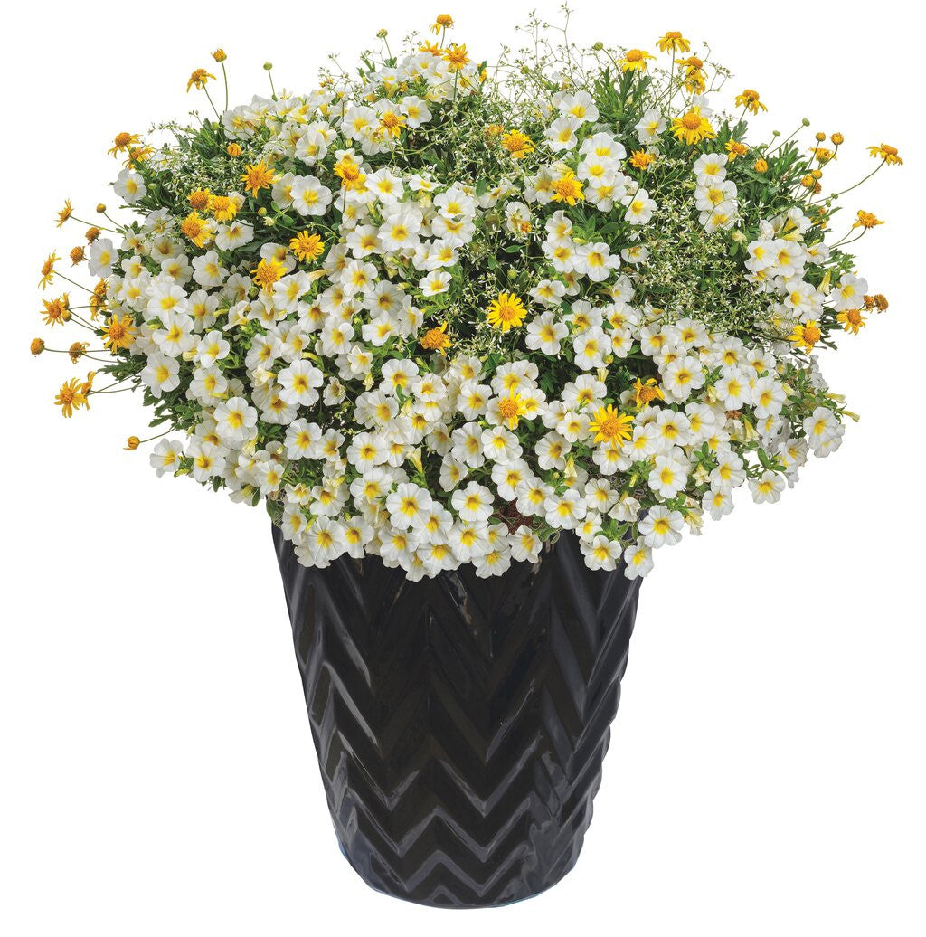 Calibrachoa hybrid 'Superbells® Over Easy™' combination