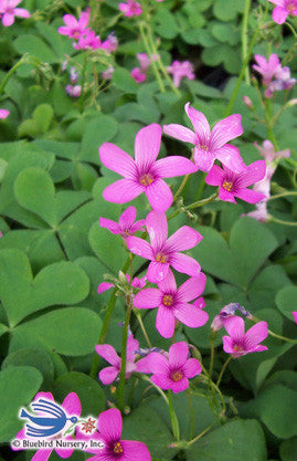 Oxalis crassipes 'Rosea'