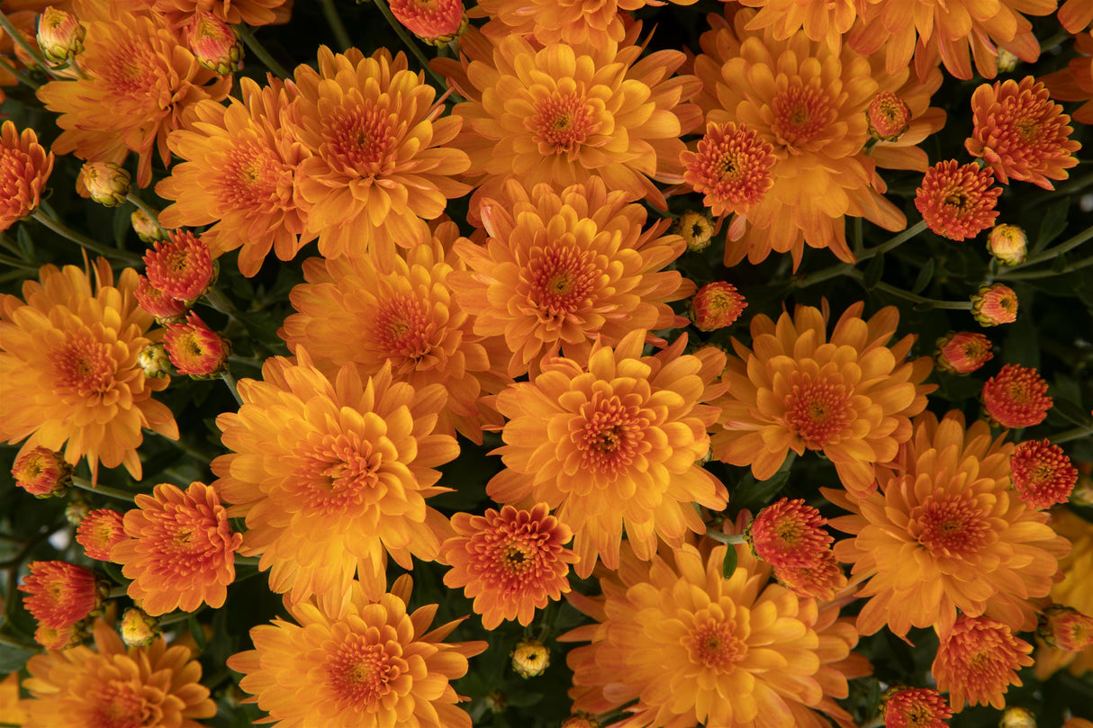 Chrysanthemum 'Pamela™ Orange'