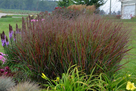 Panicum virgatum 'Cheyenne Sky' in landscape