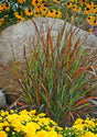 Panicum virgatum 'Cheyenne Sky' in landscape