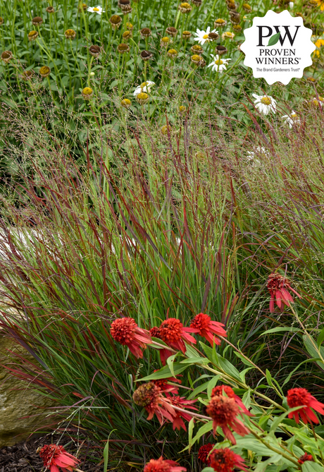 Panicum virgatum 'Cheyenne Sky' close up