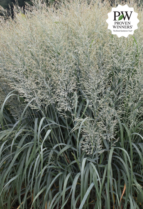 Panicum Virgatum PRAIRIE WINDS® 'NIAGARA FALLS'