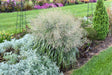 Panicum Virgatum PRAIRIE WINDS® 'NIAGARA FALLS'