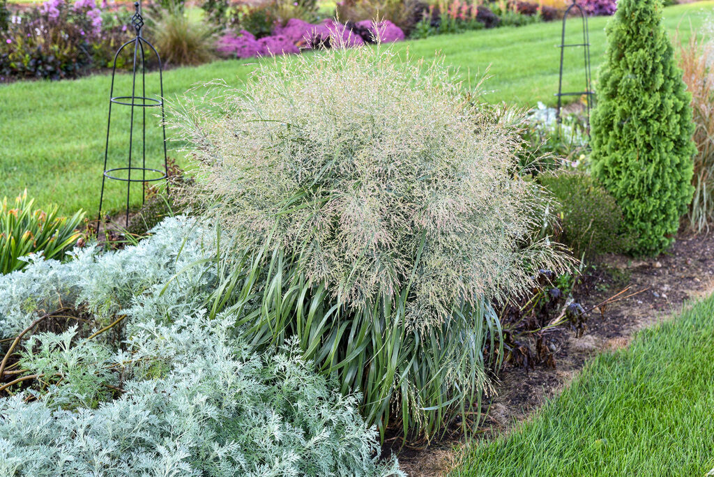 Panicum Virgatum PRAIRIE WINDS® 'NIAGARA FALLS'