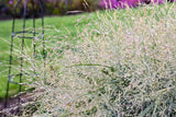 Panicum Virgatum PRAIRIE WINDS® 'NIAGARA FALLS'