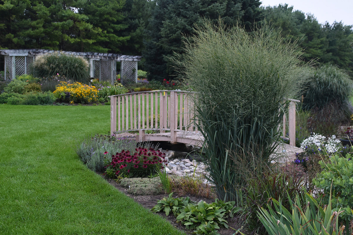 Panicum virgatum PRAIRIE WINDS® 'Totem Pole'