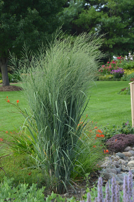 Panicum virgatum PRAIRIE WINDS® 'Totem Pole'