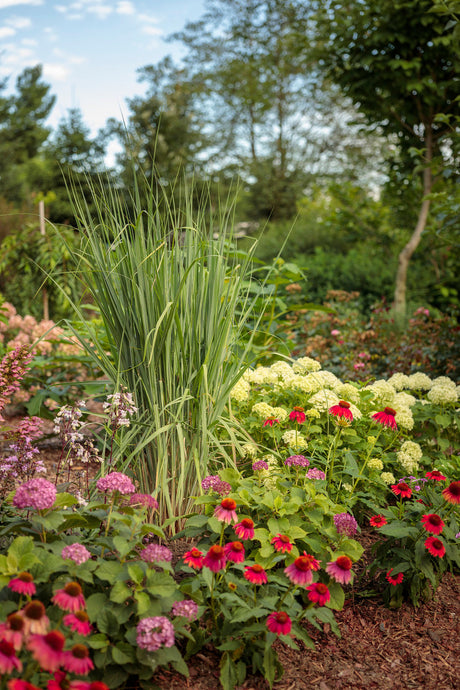 Panicum virgatum PRAIRIE WINDS® 'Totem Pole'