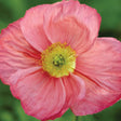 Papaver nudicaule 'Champagne Bubbles Pink'