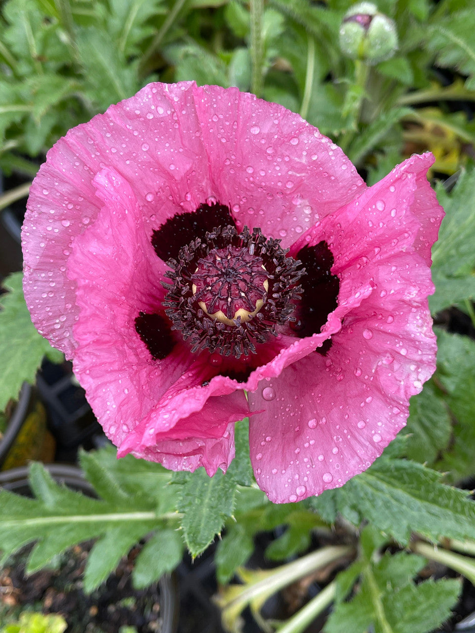 Papaver orientale 'Little Patty's Plum'