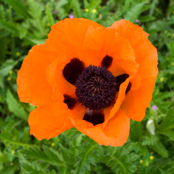 Papaver orientale 'Prince of Orange'