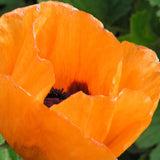 Papaver orientale 'Prince of Orange'