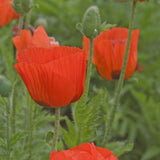 Papaver orientale 'Prince of Orange'