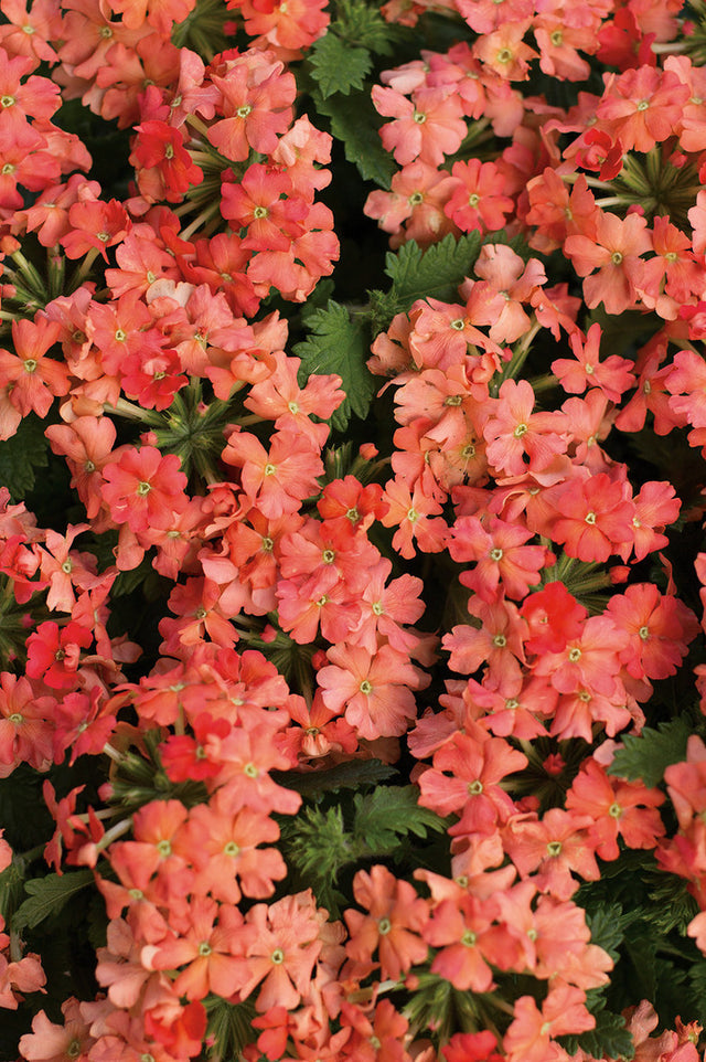 Verbena hybrid 'Superbena® Peachy Keen'